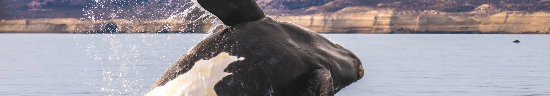 Fondo del webinar para agentes de viajes sobre turismo