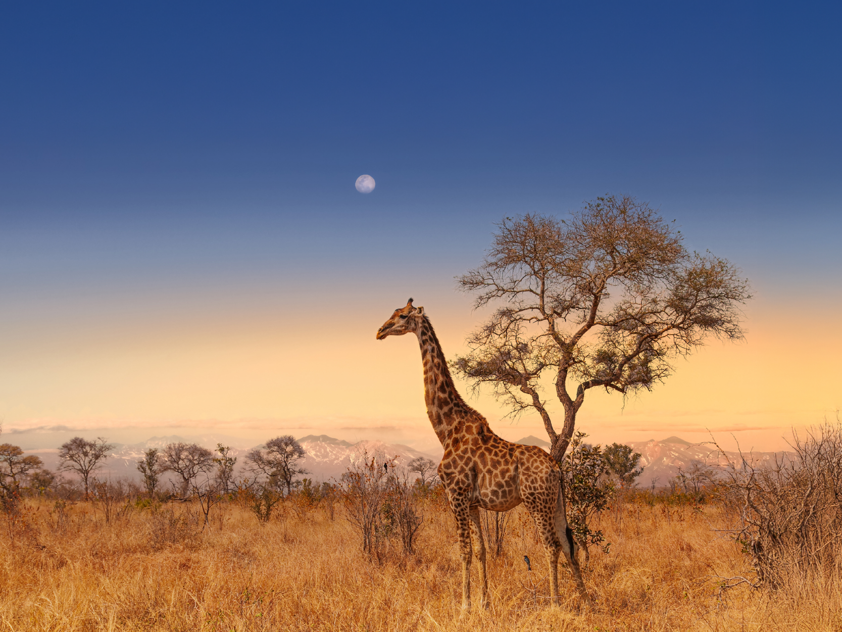 Sudáfrica, una experiencia única. Conoce un destino estrella con TUI