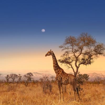 Sudáfrica, una experiencia única. Conoce un destino estrella con TUI